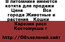 В питомнике имеются котята для продажи › Цена ­ 30 000 - Все города Животные и растения » Кошки   . Карелия респ.,Костомукша г.